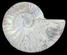 Silver Iridescent Ammonite - Madagascar #54889-1